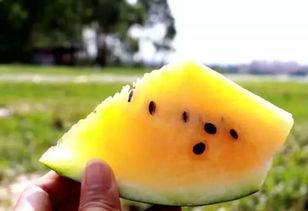 做梦吃瓜 特别甜,揭秘梦境中的甜蜜滋味