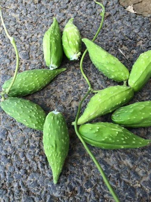 孕妇吃羊角瓜好吗,孕妇食用羊角瓜的利弊分析