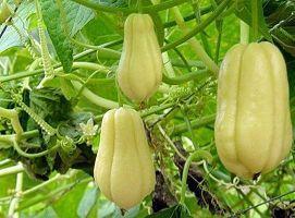 佛手瓜二次发芽可以吃吗,揭秘其营养与食用方法