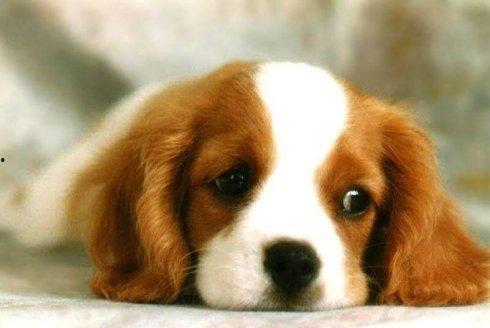 狗狗可以吃角瓜吗怎么吃,角瓜的食用方法与注意事项