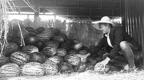 定西吃瓜群众事件视频,一场网络舆论的风暴与反思